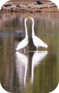 Egrets