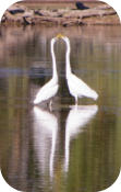 Egrets
