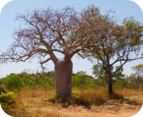 Boab Tree