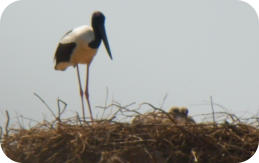 Jabiru with chicks