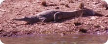Johnson River Crocodile