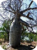 Marker Boab in Gregory NP