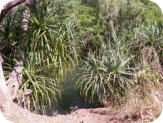 Gregory NP