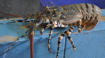 Purchase a crayfish for $30 (not per kg)