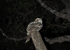 Tawny Frogmouth  Night Visitor. Unfazed by campers