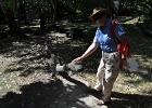 Cooktown Museum Garden  Taming the local guardians