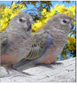 Bourkes Parrot