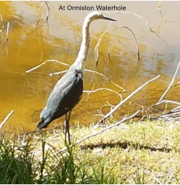 At Ormiston Waterhole