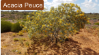 Acacia Peuce