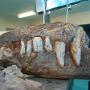 Kronosaurus Korner Richmond Qld
