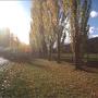 Poplar Avenue with mists