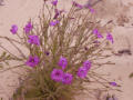 Western Flora Wildflowers