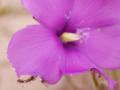 Western Flora Wildflowers