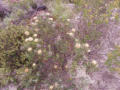 Western Flora Wildflowers