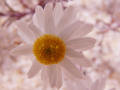 Western Flora Wildflowers