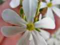 Western Flora Wildflowers