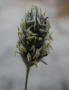 Western Flora Wildflowers