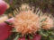 Western Flora Wildflowers