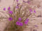 Western Flora Wildflowers