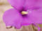 Western Flora Wildflowers