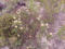 Western Flora Wildflowers
