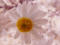 Western Flora Wildflowers