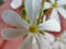 Western Flora Wildflowers