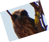 Southern Boobook Owl