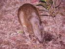 Bandicoot