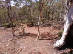 Dryandra Woodlands