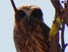 Southern Boobook Owl