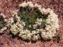 Wreath Flower (Leschanaltia Macrantha)