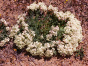 Wreath Flower (Leschanaltia Macrantha)