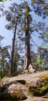 Tree In A Rock