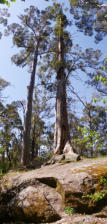 Tree In A Rock