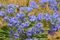 Flowers on roadside to Peak Charles