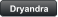 Dryandra